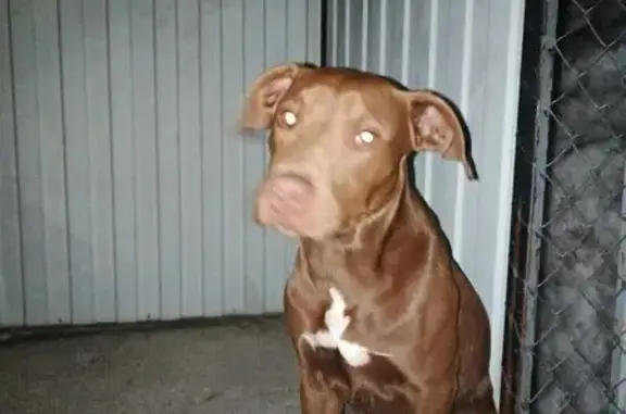 Найдена собака, Усть-Катав, фото: Найден собака, мужской, Усть-Катав - породистый пёс с коричневой шерстью