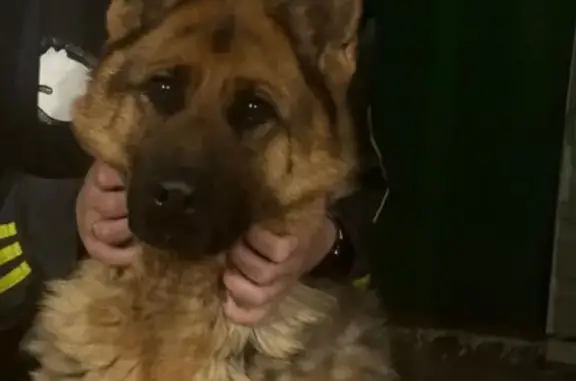 Пропал собака, улица Каширцева, 104, Курск - кобель немецкой овчарки - photo