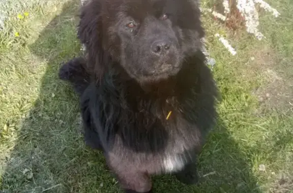 Пропал собака, мужской, Дульная улица, 18, Тула - photo