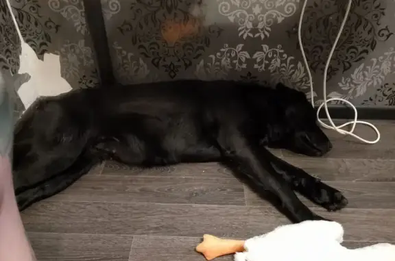 Найдена собака, Орёл, фото: Найдена собака, Орёл, площадь Ленина - девочка с белым пятном