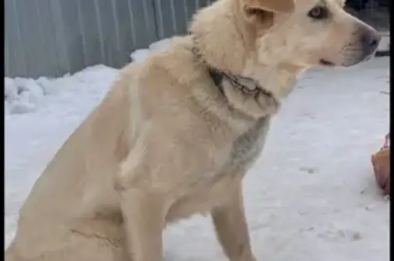 Пропал собака, мужской, Озёрная улица, 39, Хорлово - photo