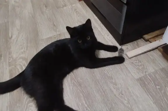 Пропала кошка, А-290, Таманское сельское поселение, Раздольное - черный окрас, шатается как пьяная - photo