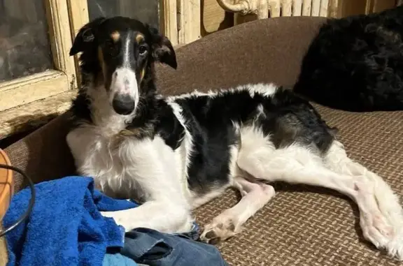 Пропала собака, девочка, Октябрьская улица, Химки - photo