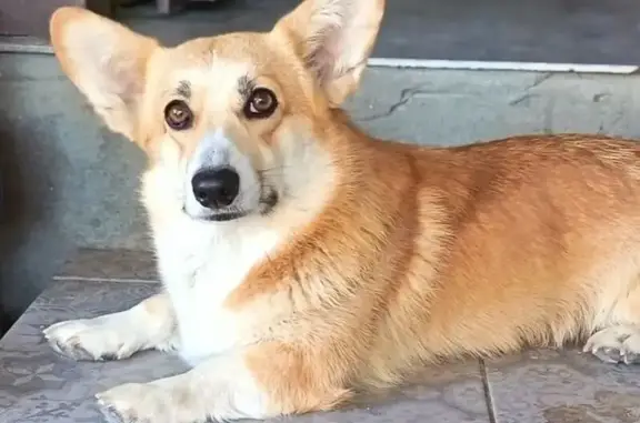 Пропала собака, женский пол, 1-й Манежный переулок, Волгоград - имеется клеймо - photo