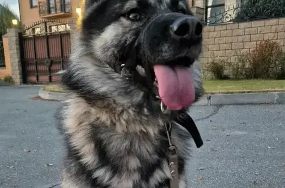 Пропал собака, мужской, Объединённая улица, 2А, Казань - ошейник, полоска на носу - photo