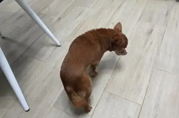 Найдена собака, Раменский, фото: Найден собака, Раменский - кобель в возрасте, седина на морде