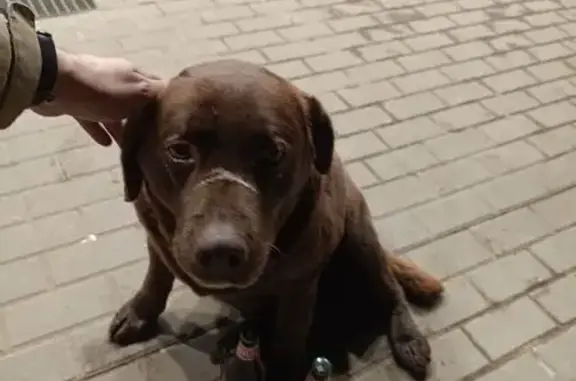 Найдена собака, Бор, фото: Найден собака, 10-я улица, 1, Бор - шоколадный лабрадор, мальчик