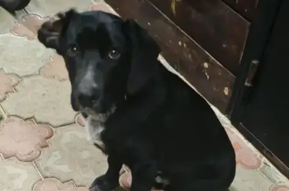Найдена собака, Балахна, фото: Найден собака, мужской, Радужная улица, Балахна - чёрная с серым галстуком
