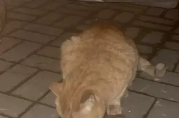 Найдена кошка, Санкт-Петербург, фото: Найден кот, улица Восстания, Санкт-Петербург - рыжий с травмированным глазом