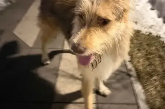 Найдена собака, Москва, фото: Найдена собака, Береговой проезд, 1А, Москва - без ошейника, игривая