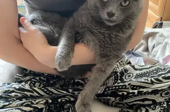 Пропала кошка, Красносельская улица, 77, Калининград - серая, длинношерстная - photo