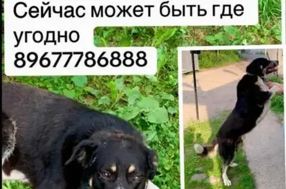 Пропал собака, мужской, Казань, Татарстан - крупный, белый кончик хвоста - photo