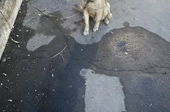 Найдена собака, Оренбург, фото: Найден собака, мужской, Оренбургская улица, 84, Оренбург