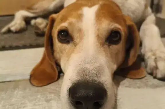 Найдена собака, Краснодар, фото: Найден собака, улица Селезнёва, Краснодар - кобель эстонской гончей