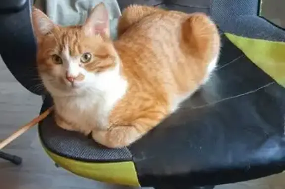 Пропал кот, Будапештская улица, 8 к2, Санкт-Петербург - рыжий с белым окрасом - photo