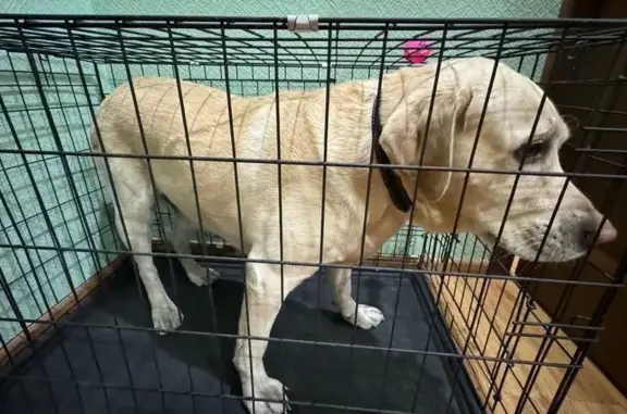 Найдена собака, Чита, фото: Найден собака, мужской, Новобульварная улица, 115А, Чита - метис, больше лабрадора