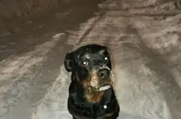 Пропал собака, мужской, улица Героев Хасана, 49А, Пермь - порода ротвейлер - photo