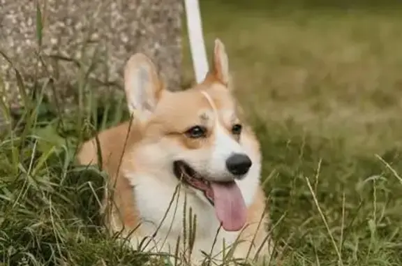 Пропал собака, улица Розы Люксембург, 68 к5, Тверь - корги по кличке Микки - photo