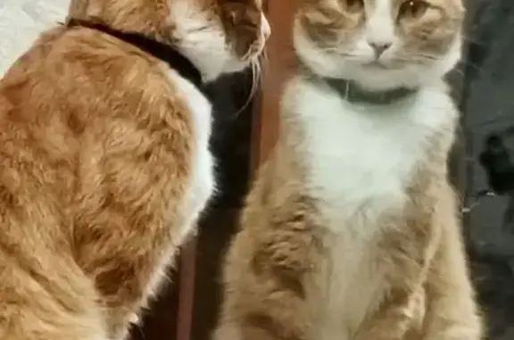 Пропал кот, улица Некрасова, 53, Ярославль - рыжий, пушистый, в синем ошейнике - photo