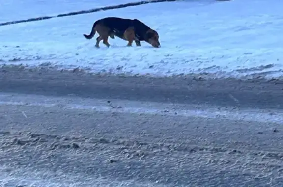 Найдена собака, Кемерово, фото: Найден собака, Бийская улица, 1, Кемерово - такса