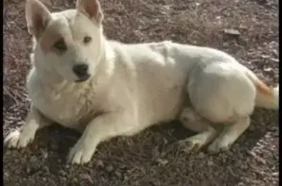 Пропал собака, мужской, Поселье, Бурятия - белый с коричневым пятном на правом глазу и хвосте - photo