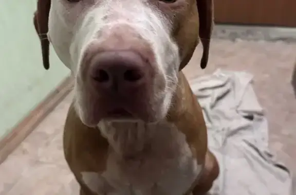 Найдена собака, Санкт-Петербург, фото: Найдена собака, бульвар Новаторов, 102, Санкт-Петербург - девочка породы стаффорд