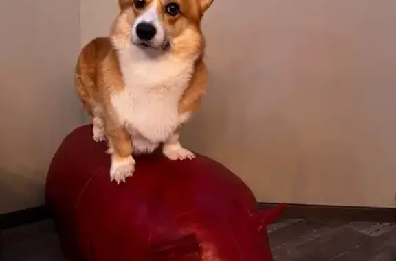 Пропала собака, улица Розы Люксембург, 68 к5, Тверь - рыже белый окрас - photo