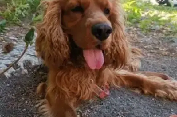 Пропал собака, Челябинск - рыжий - photo