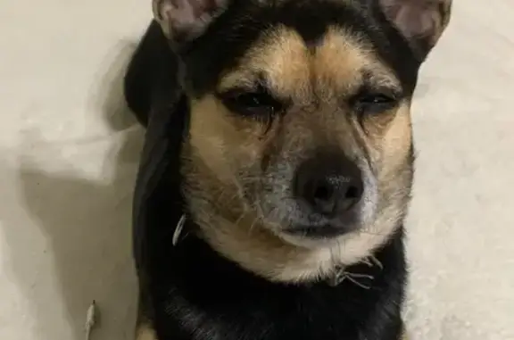 Найдена собака, Ульяновск, фото: Найден собака, мужской, Пензенский бульвар, 7, Ульяновск