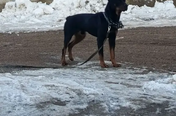 Найдена собака, Зубовский сельсовет, фото: Найден собака, улица Аэропорт, Зубовский сельсовет - чёрный, поводок тащится