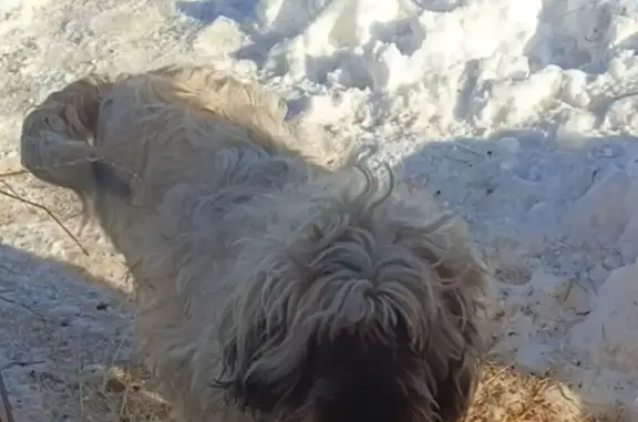 Пропала собака, 78Н-0907, Кузнечихинское сельское поселение - взрослая, серая, добрая - photo