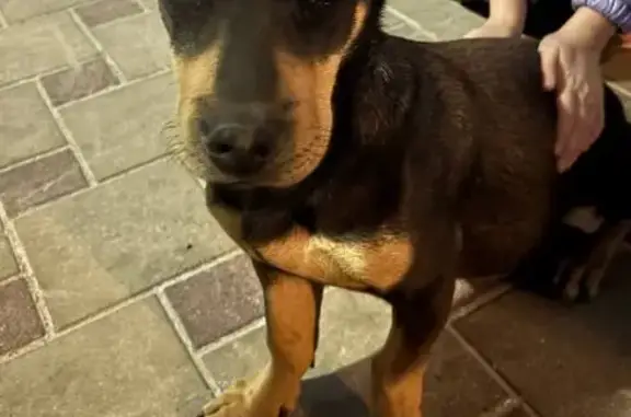 Найдена собака, Российский, фото: Найден собака, улица Ратной Славы, 40, Российский - когти подстрижены, зубы белые