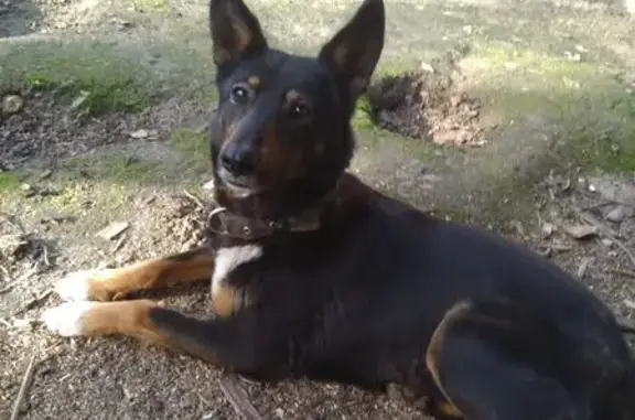 Пропала собака, женский пол, Строительная улица, 4, Жилина - с металлическим ошейником - photo