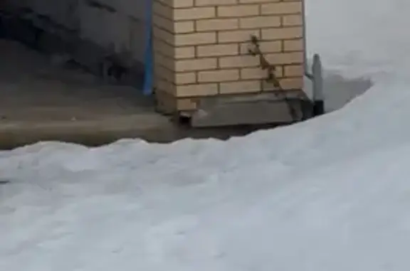 Найдена собака, Рассвет, фото: Найден собака, Рассвет, Тульская область - обегает поселок и воет