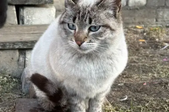 Найдена кошка, Брянск, фото: Найдена кошка, улица Разина, 51, Брянск - белая с тёмными ушками