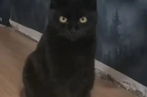 Пропала кошка, улица Красина, 4, Курск - полностью чёрная, отзывается на кис-кис - photo