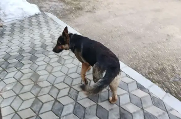 Найдена собака, Липецк, фото: Найден собака, улица Маяковского, городской округ Липецк - овчарка с ошейником