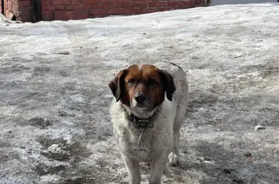 Найдена собака, Иркутск, фото: Найдена собака, Байкальская улица, 188/1, Иркутск - ошейник и рана на боку