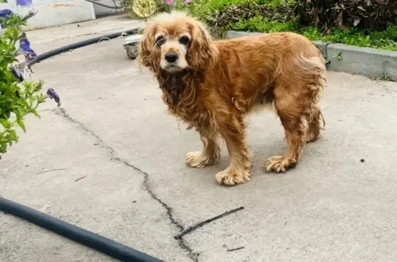 Пропала собака, Чита, Забайкальский край - рыжая, старенькая - photo