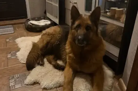 Найдена собака, Щёлково, фото: Найдена собака, 1 к2, Щёлково - похожа на овчарку