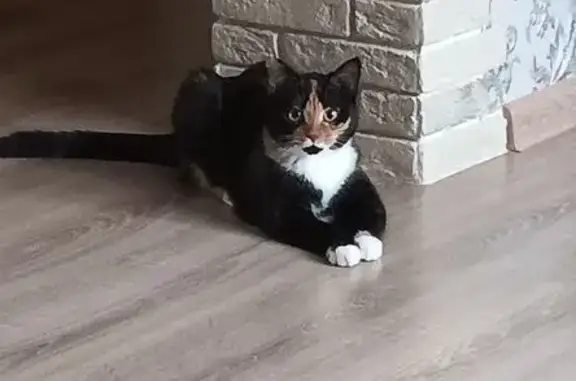 Пропала кошка, бульвар Белоусова, Ишим - трёхшерстная, стерилизованная - photo