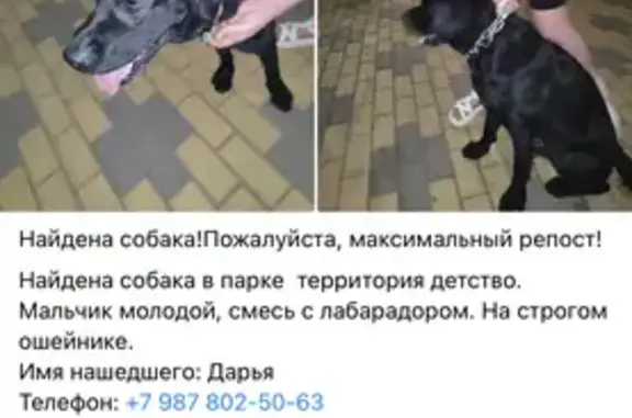Пропал собака, Гусельская улица, 6, Саратов - черный лабрадор с шрамом на животе - photo
