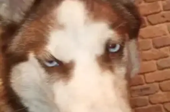 Пропала собака, Каликино, Липецкая область - щенок 6 месяцев - photo