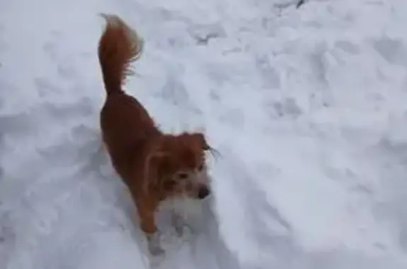 Пропал собака, улица 8 Марта, 123, Кропоткин - рыжий смесь спаниэля - photo