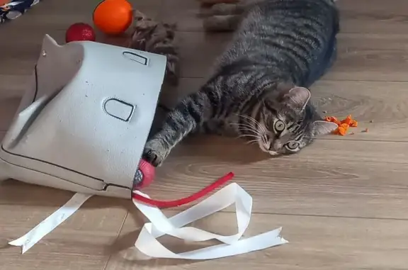 Пропала кошка, улица Дружбы, Санкт-Петербург - зелёные глаза, яркие полоски - photo