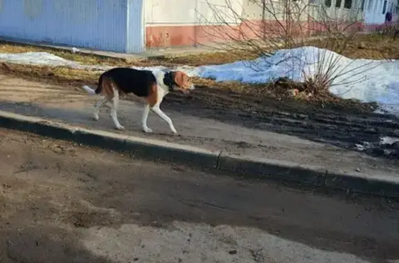 Найдена собака, Тула, фото: Найдена собака, мужской, Новомосковская улица, 9А, Тула - Арчи или Рич