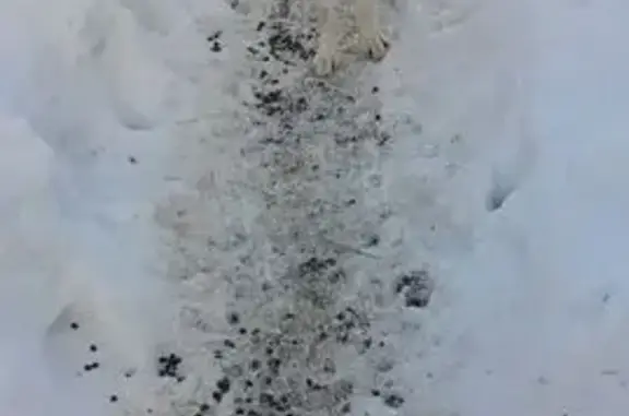 Найдена собака, Азяковское, фото: Найдена собака, женский пол, «Поветлужье», Азяковское сельское поселение - белый окрас