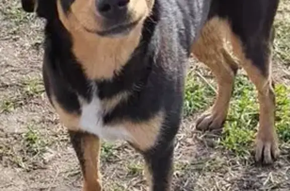 Пропала собака, Минская улица, Краснодар - девочка, пугливая, чип на ушке - photo