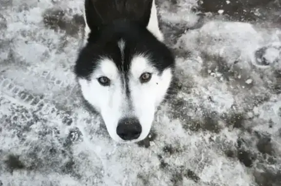 Найдена собака, Саранск, фото: Найден собака, Пролетарская улица, 130А, Саранск - молодой кобель Хаски