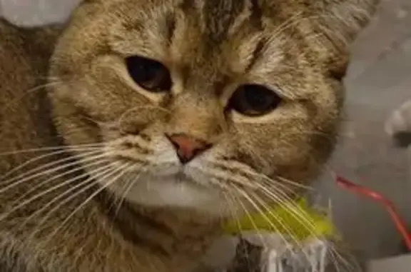 Пропал кот, Пошехонское шоссе, 48А, Вологда - серый с чёрным кончиком хвоста - photo